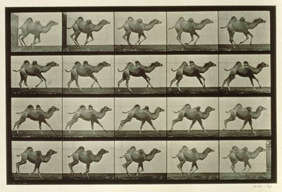 Chameau, planche de 